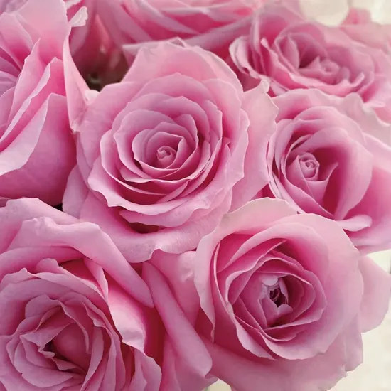Sweet Snow Mountain Pink Fresh Rose Real Flowers China Wholesale Yunnan Kunming Base Direct Mail Fresh Cut Flowers Valentine′s Day Wedding Bouquet Wholesale Flo