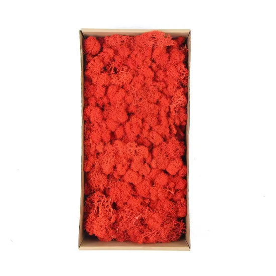 500g Per Box Long Lasting Lichens Dry Moss Stabilized Decorative Preserved Moss
