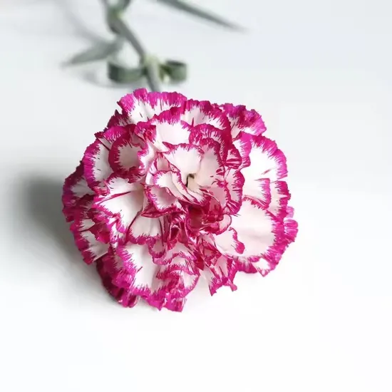Hot Selling 40-60cm Fresh Cut Flowers Carnation Purple Genie From Kunming Dounan for Valentines Day Gifts