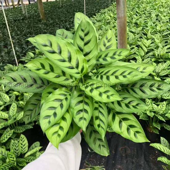 Calathea Leopardina Agricultural Plants Nursery Natural Live Plants for Home Decoration