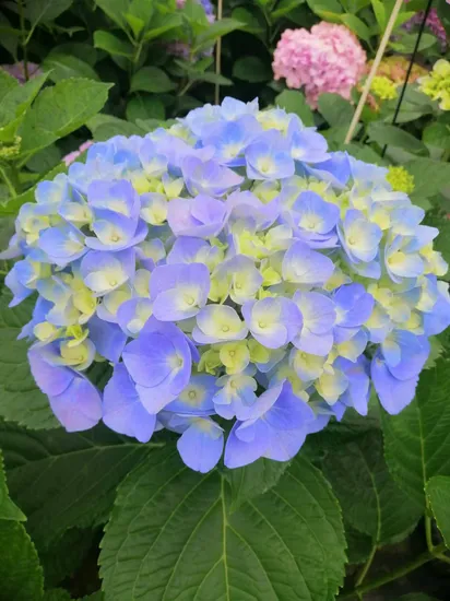 Wholesale Fresh Cut Hydrangea Flowers Farms Directly Supply