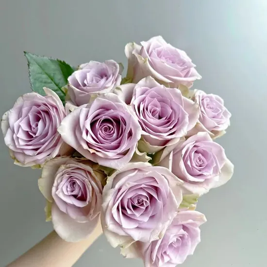 Ocean Mystery Fresh Rose Real Flowers China Wholesale Yunnan Kunming Base Direct Mail Fresh Cut Flowers Valentine′s Day Wedding Bouquet Wholesale Florist