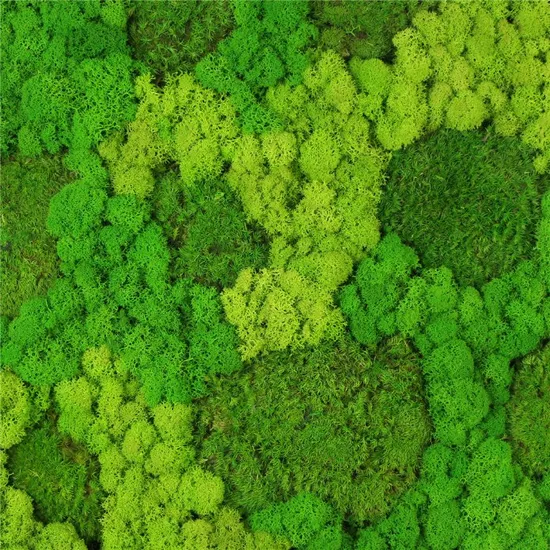 Decoration Green Real Orignal Live Moss Wall Frame for Outdoor