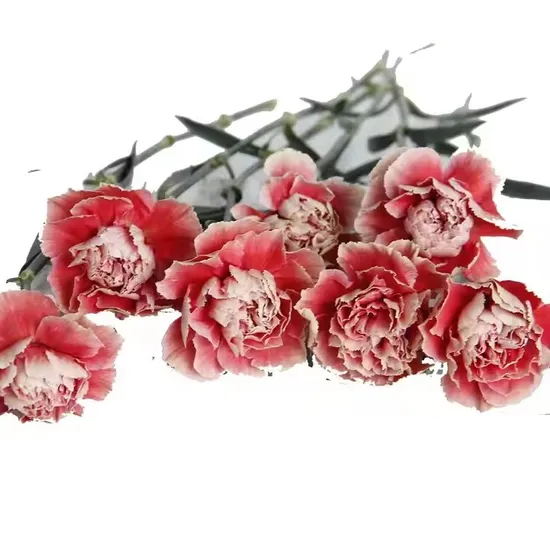 High Quality Fresh Cut Flowers 40-60cm Carnation Chameleon From Kunming Dounan for Valentines Day Gifts