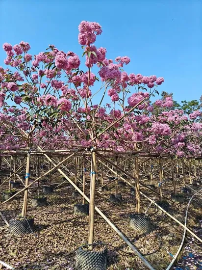 Tabebuia Rosea Natural Tree China Nursery