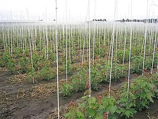48" 60" 72" UV Resistant Durable 20+ Years Fiberglass Stake