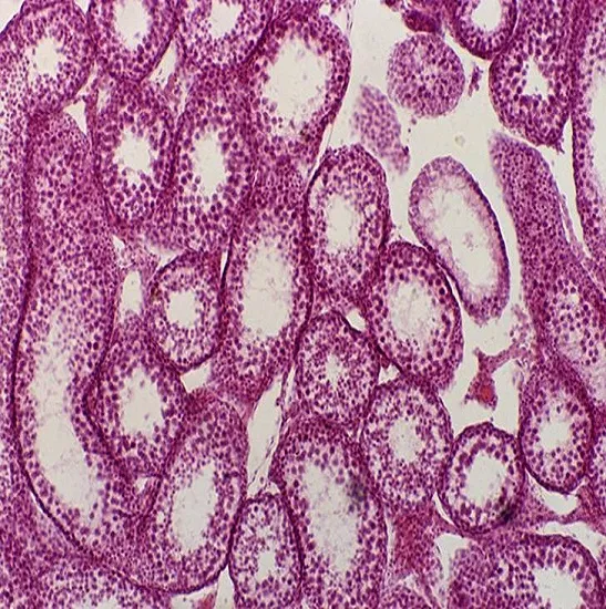 BestScope BS-2020M  Economic LED Education Student Outdoor Easy Use Biological Microscope