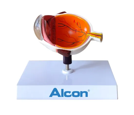 Human Anatomical Eye Model / Right Eye Cross Section Model / Anatomy Eye Model / Eyeball Interior Structure Model for Medical Edcuation Patient Education