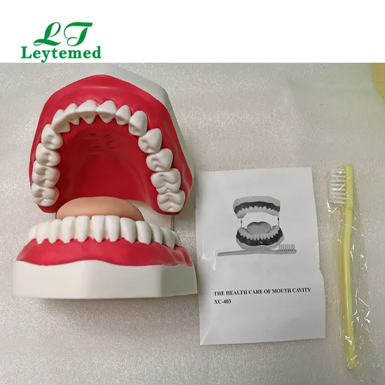Ltm403c Small Dental Care Model (32teeth) for Medical Teaching