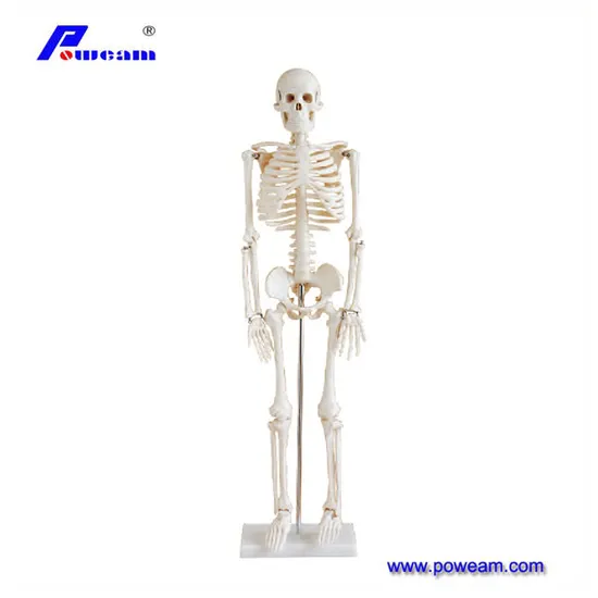 2024 New Medical Anatomical Life Size Human Skeleton Model with Spinal Nerves