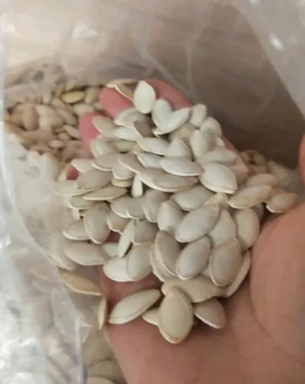 High Quality Pumpkin Seeds White Color Cheap Price From China