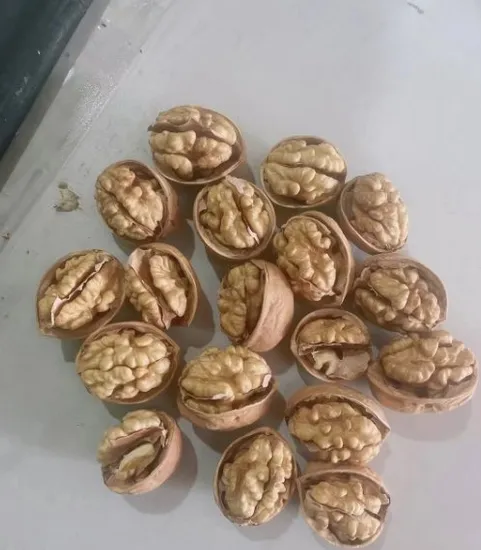 Fastest Shipping and Freshest Natural 185 Walnut Kernel High Quality Walnut in Shell with Low Walnuts Price