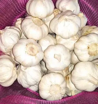 Latest Crop China Garlic Fresh High Quality Garlic Supplier Wholesale