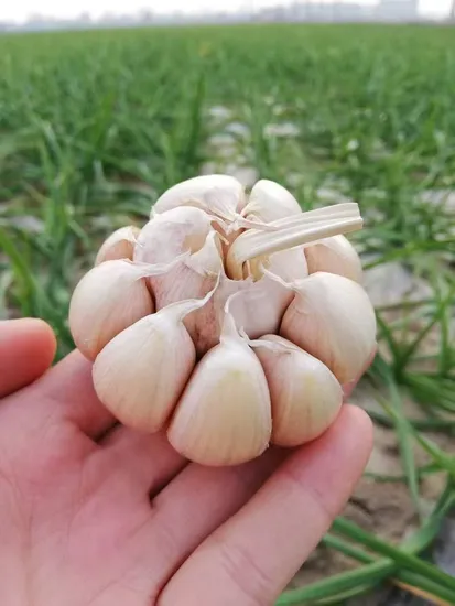 China′s Premium Red Garlic Wholesale Export6.5