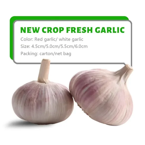 2024 China New Fresh Garlic 4.5cm, 5.0cm, 5.5cm, 6.0cm, 6.5cm, 7.0cm