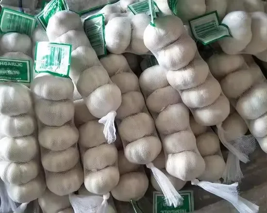 China Garlic Supplier From Shandong China Exporter of Garlic