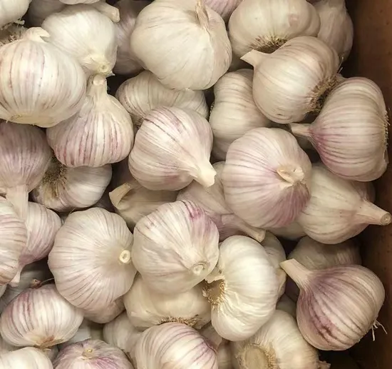 Shandong Top Fresh Garlic Fresh Peeled Normal White Garlic New Crop