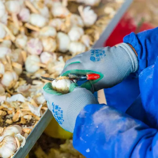 High-Quality Chinese Garlic Exports, 6.0cm