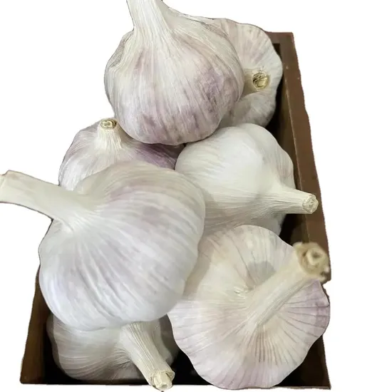 Fresh Garlic Mesh Bag Carton Packing Normal and Snow White 4.5cm 5.0cm 5.5cm 6.0cm Size Garlic
