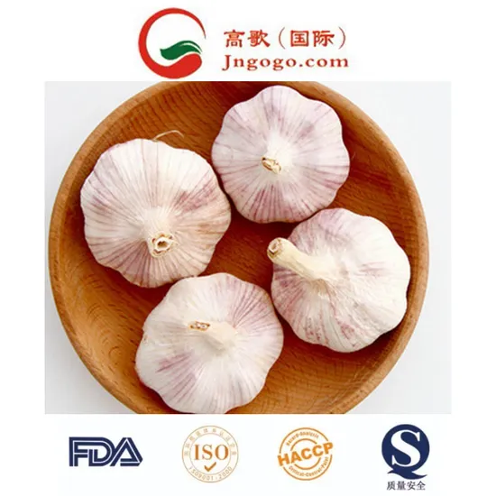 New Crop Fresh Pure White Garlic Fresh Garlic Supplier From China
