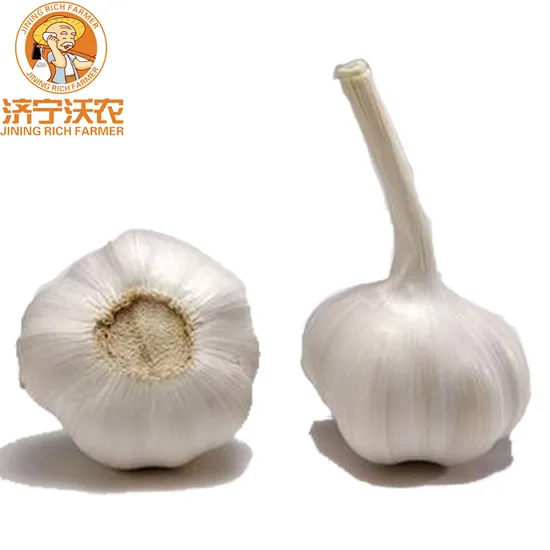 Wholesale Garlic From China 5.5cm Normal White Garlic Price