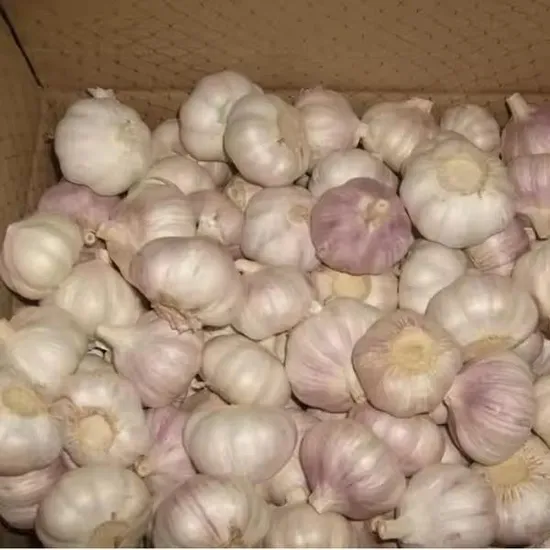 Chinese Garlic Exporter Farm Directly Original From Shandong