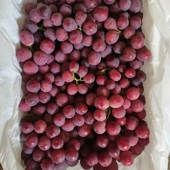 Fresh Yunnan Province Fresh Red Grape