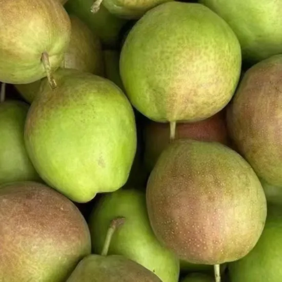 High Quality Chinese Fresh Pear From China So Sweet Rich in Moisture and High in Sweetness
