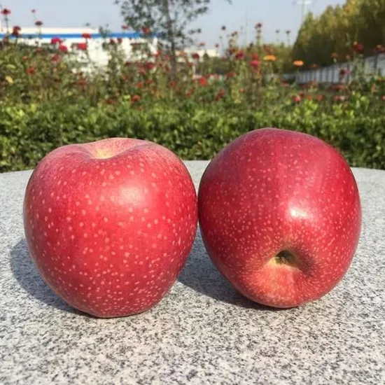 China Qinguan Apple 18kg Carton 1264cartons/40rh