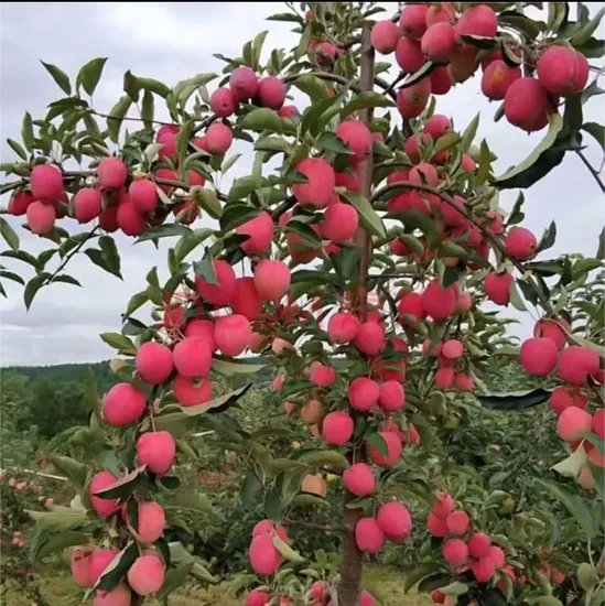 Top Quality Fresh Apples for Exportation