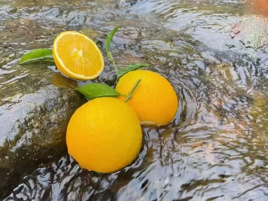 2024 New Crop High Quality Fresh Juicy Navel Orange for Export
