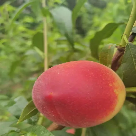 Organic New Flavor Healthy Fresh Sweet Summer Joicy Honey Peach
