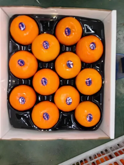 Fresh Sweet and Premium Quality Honey Murcott Mandarin