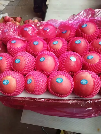 2021 New Fresh Fruits Red FUJI Apples