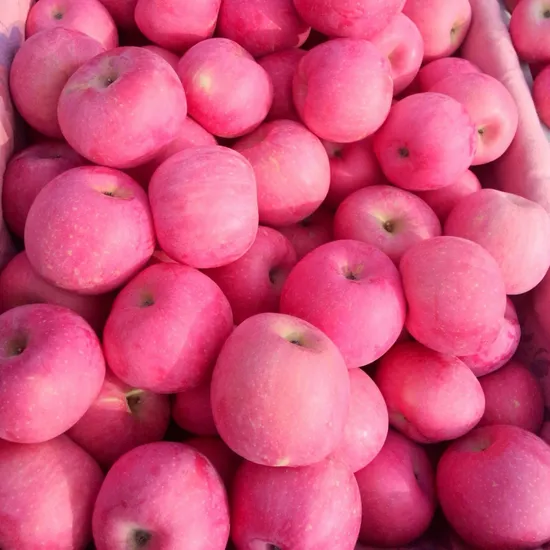 New Crop Fresh Fruit Hot Sale Dried Fruit Red Apple