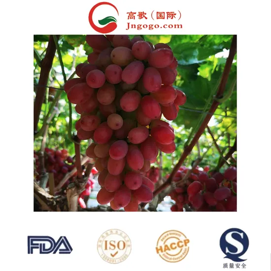 Fresh & Sweet Organic Red Globe Grapes