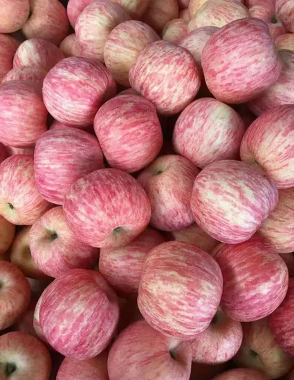 2024 New Crop Fresh Fruit Sweet Crisp FUJI Apple for Export