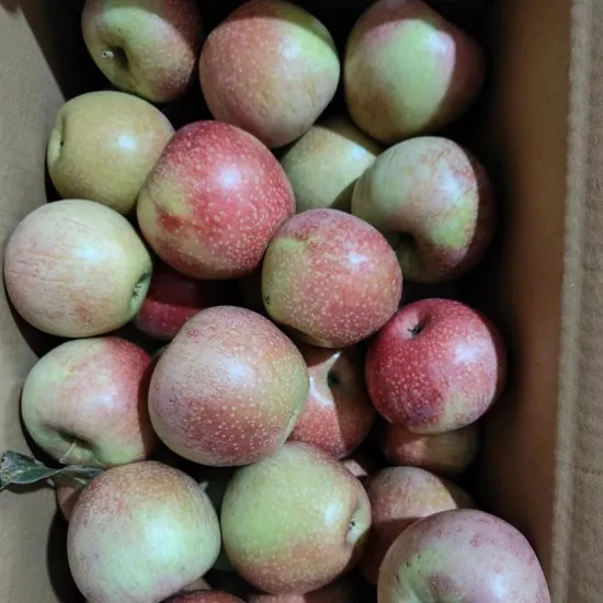 Best Price Chinese Qinguan Apple