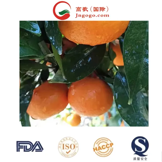 Manufacturer Wholesale Premium Fresh Tangerine Premium Grade Fresh Citrus Fruit