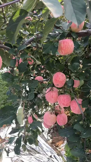 Export Sweet Fruit Fresh Delicious FUJI Apple with High Quality