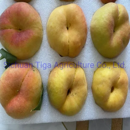 New Variety Fresh Luscious and Scrumptious Flat Peach