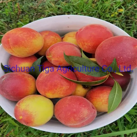 Summer Sweet New Variety Luscious Honey Peach