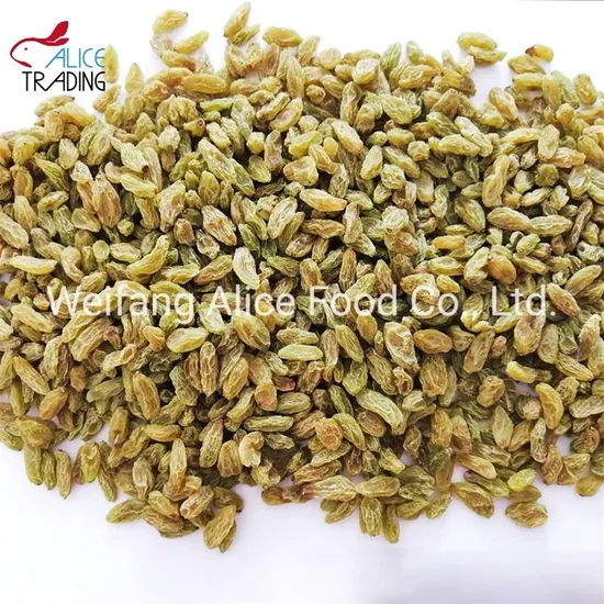 New Crop China Wholesale Cheap Price Xinjiang Raisins Turpan Green Raisin