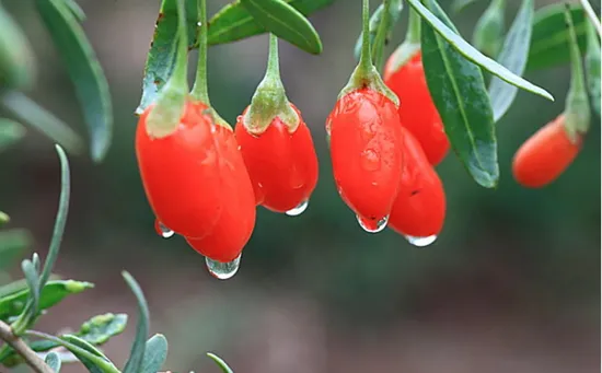 Goji Berries From Ningxia, China