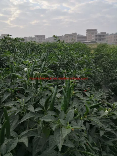 China Supplier F1 High Yield Hybird Chillie Pepper Seeds for Plant