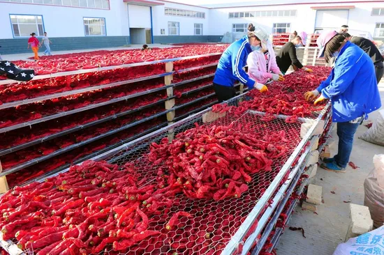 Fresh Red Chili/ Fresh Small Red Chili