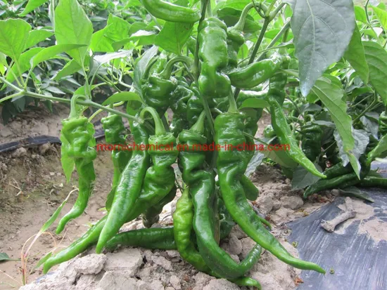 Hybrid F1 Screw Pepper Resistance to Disease