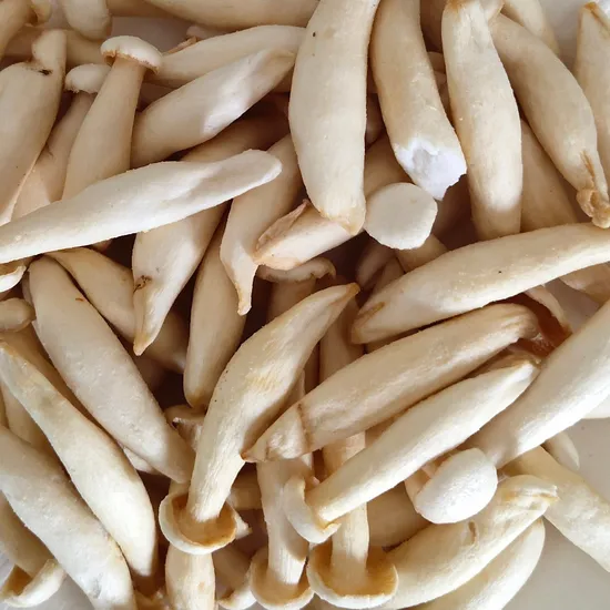 Wholesale High Quality Beech Mushrooms