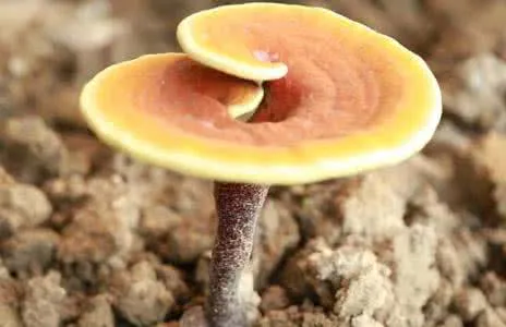 Dried Reishi Mushroom Lucid Ganoderma Lingzhi