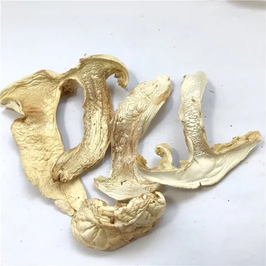 song rong wholesale natural pure sliced pine mushroom tricholoma matsutake mushrooms price